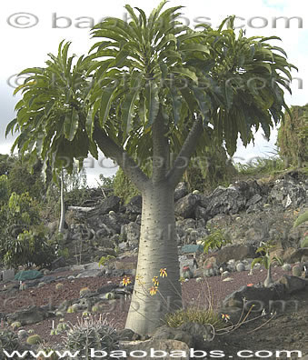 Pachypodium rutenbergianum